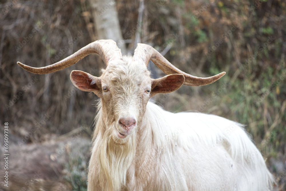 Sardinian goat front view, horns, fun expression, in a dry land, Sardinian goat front view, horns, fun expression, in a dry land,
