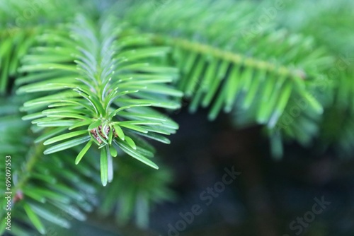 close up of a pine needles