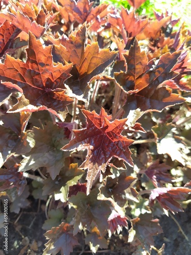 Perennial geyhera bush with dark leaves decor in the garden