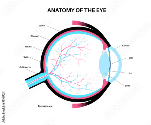 Eye anatomy poster