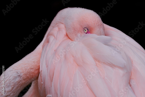 Flamingo coy closeup against black frontal view.