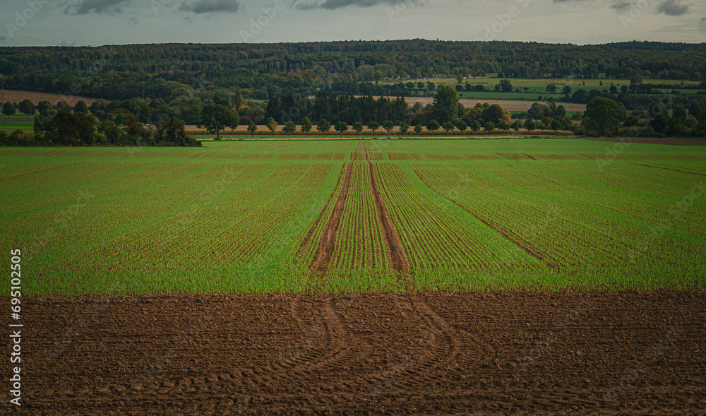 tractor tracks on a wheat field