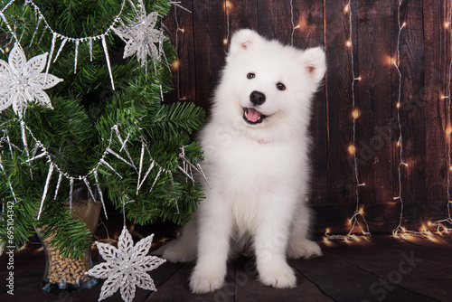 Samoyed puppy with Christmas tree. Christmas greeting card with Samoyed dog. Happy New Year