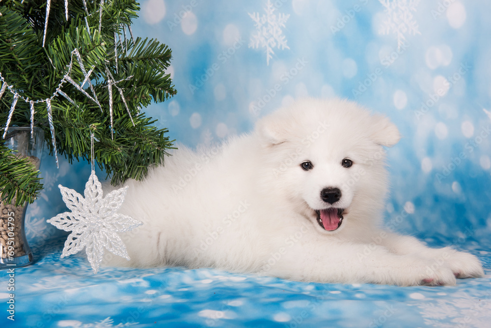 Samoyed puppy with Christmas tree. Christmas greeting card with Samoyed dog. Happy New Year Samoyed puppy with Christmas tree. Christmas greeting card with Samoyed dog. Happy New Year