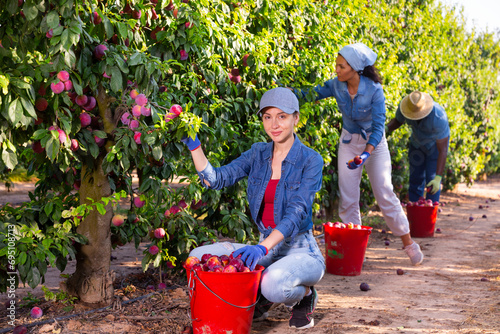 Three hardworking farmers working in the fruit nursery during the harvest season, collect ripe plums photo