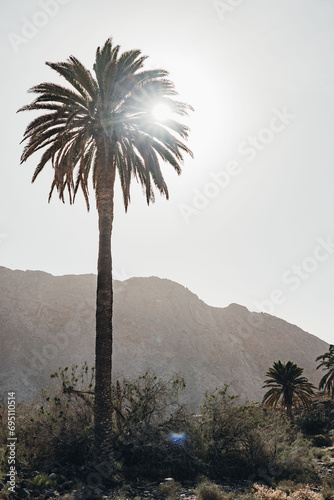 Sun through the palm tree and savage landscape of mountains in Fuerteventura © Nestor