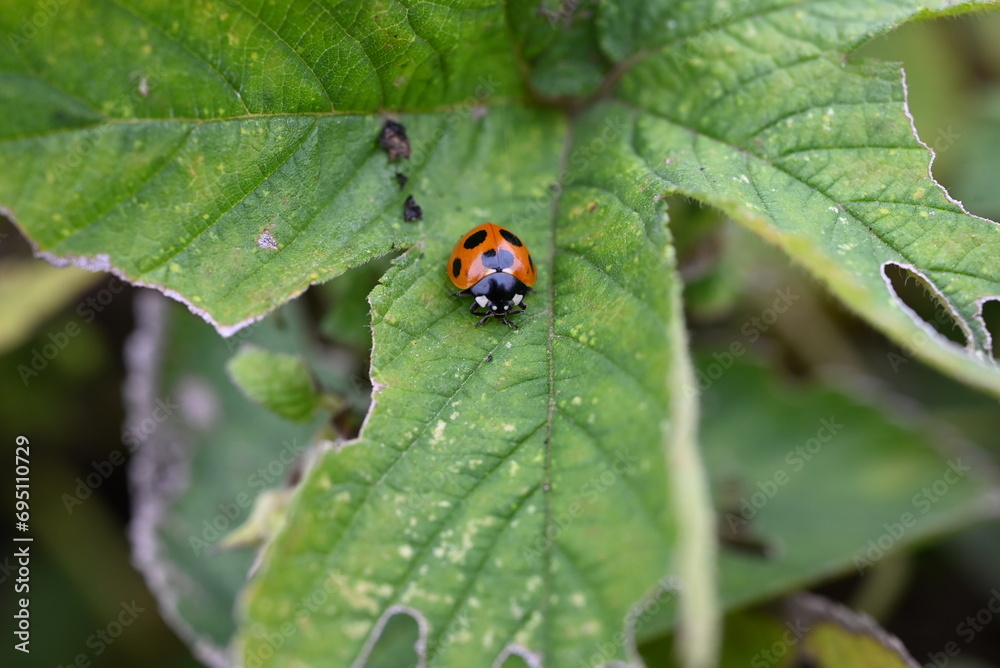 Ecology of ladybugs. Ladybugs are coleoptera insects that go through complete metamorphosis from eggs to larvae, pupae, and emerge into adults. Ecology of ladybugs. Ladybugs are coleoptera insects that go through complete metamorphosis from eggs to larvae, pupae, and emerge into adults.