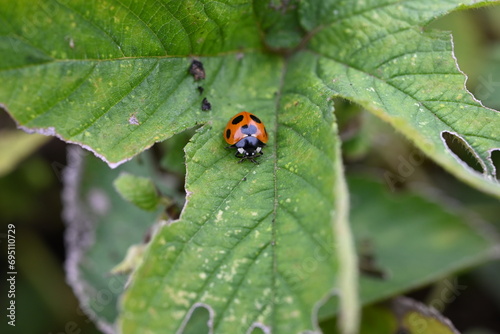 Ecology of ladybugs. Ladybugs are coleoptera insects that go through complete metamorphosis from eggs to larvae, pupae, and emerge into adults.