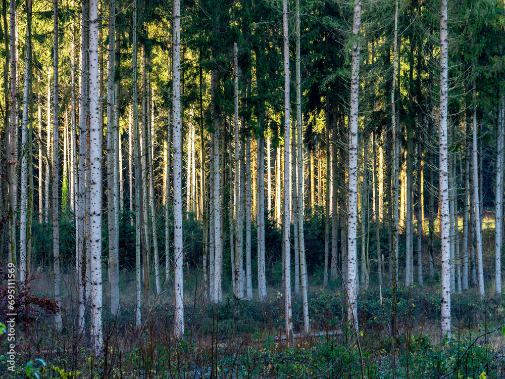 Obraz premium Lichtstrahlen im Wald