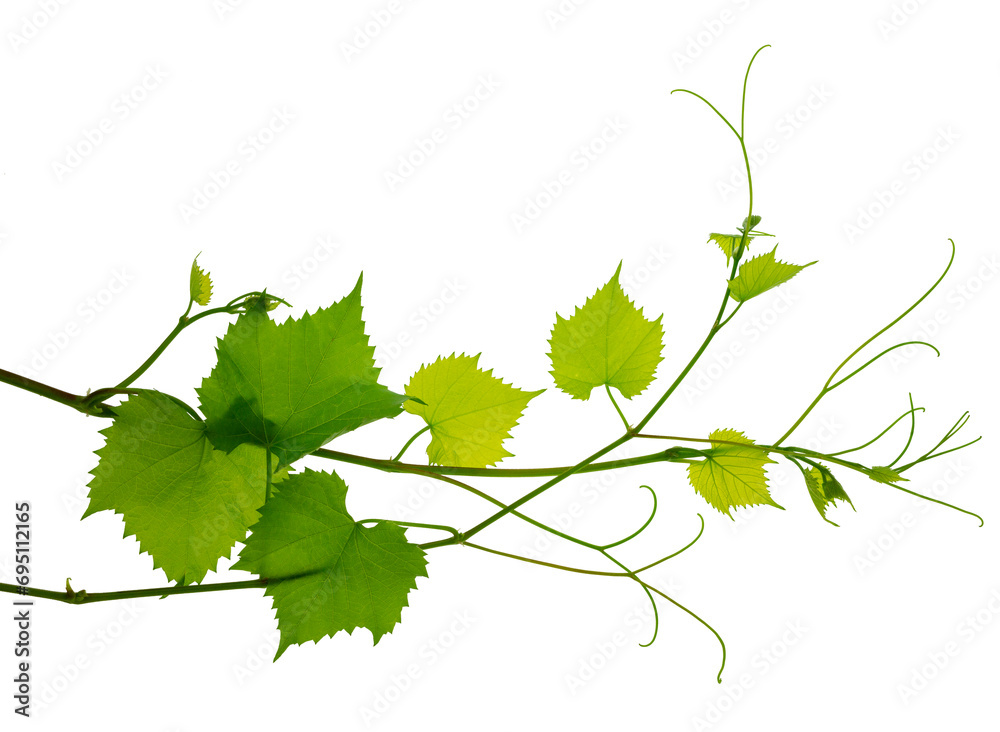 Grape branch with green leaves and tendrils on transparent, png. Grapevine. Sprig with leaves of grapevine Grape branch with green leaves and tendrils on transparent, png. Grapevine. Sprig with leaves of grapevine
