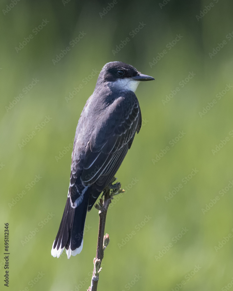 Closeup of Eastern Kingbird perching on the tip of a shrub branch Closeup of Eastern Kingbird perching on the tip of a shrub branch