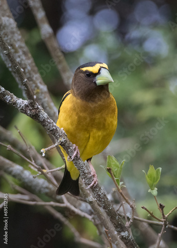 Closeup front view of male Evening Grosbeak bird perching on tree branch