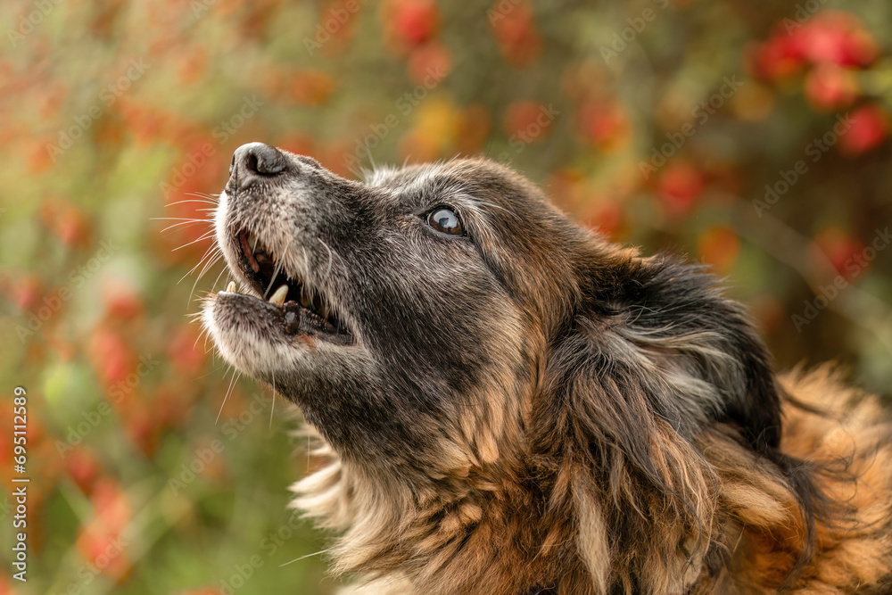 Head portrait of a cute senior dog in autumn outdoors, old dogs concept Head portrait of a cute senior dog in autumn outdoors, old dogs concept