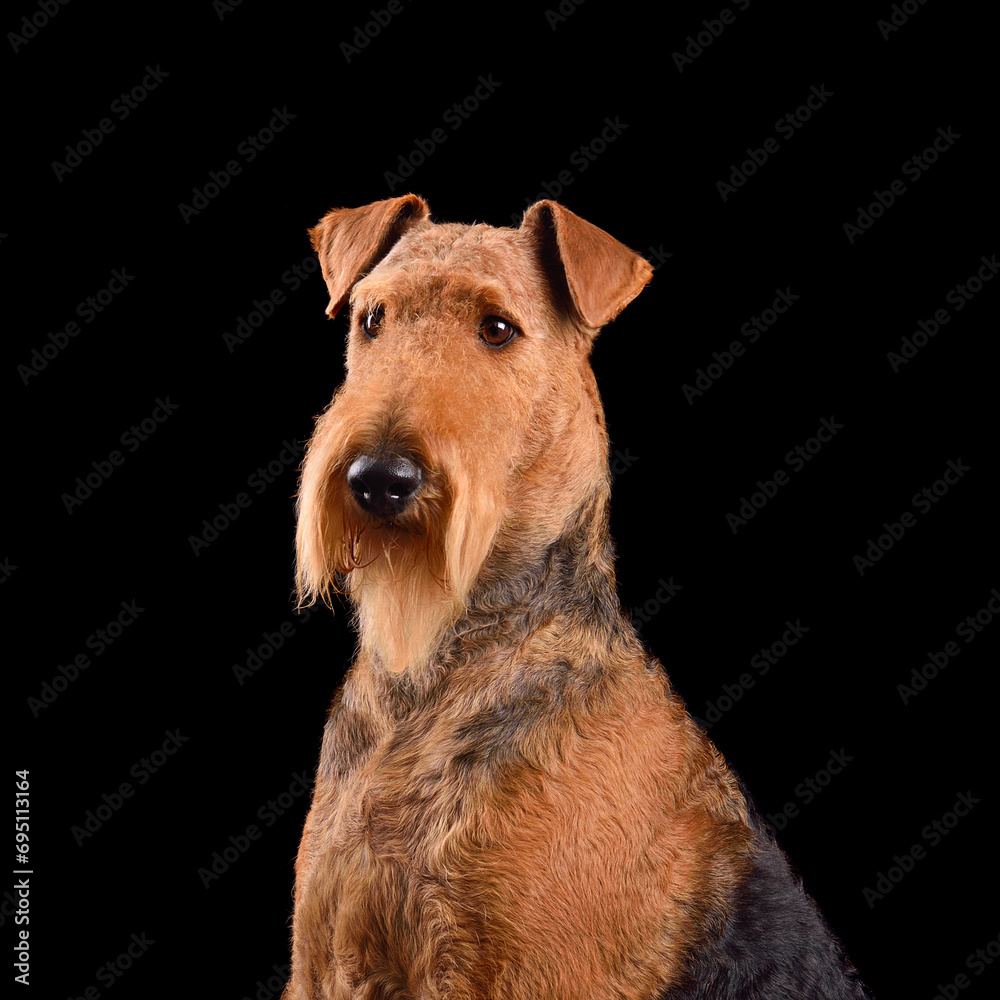 Portrait of Airedale Terrier dog Portrait of Airedale Terrier dog