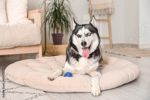 Adorable Husky dog on pet bed at home