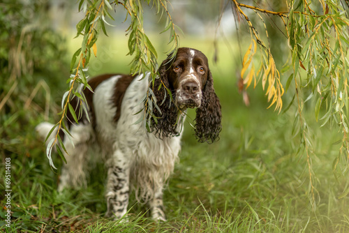 Portrait of a beautiful adult purebred english springer cocker dog in autumn outdoors