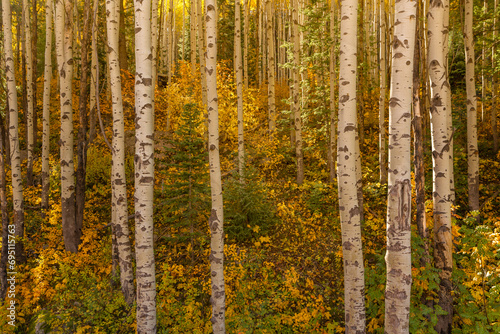 Golden Aspen Forest in Autumn