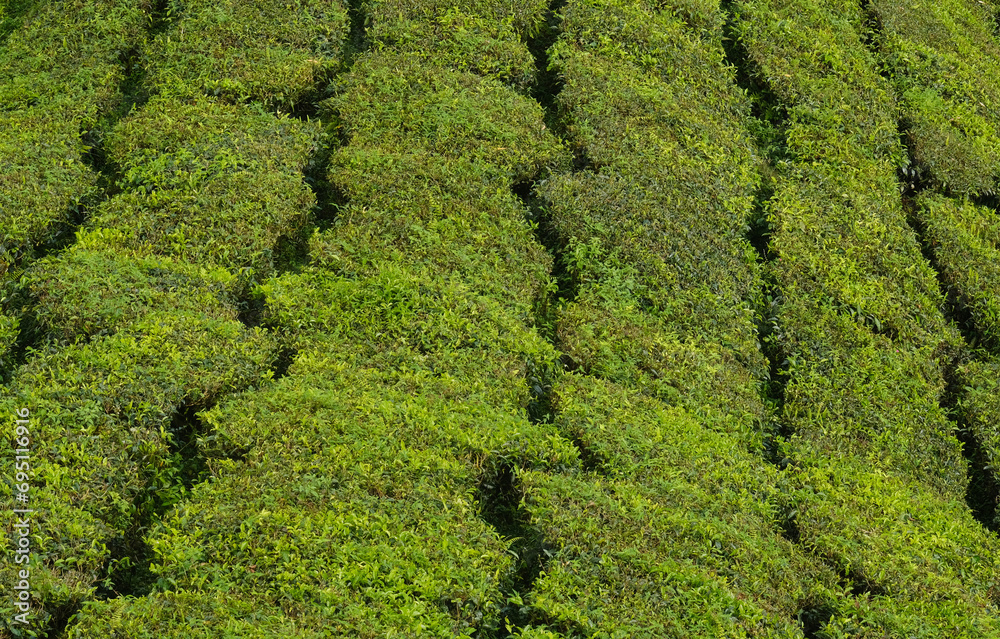 Selective focus picture of line at tea plant at tea plantation during day time. Selective focus picture of line at tea plant at tea plantation during day time.
