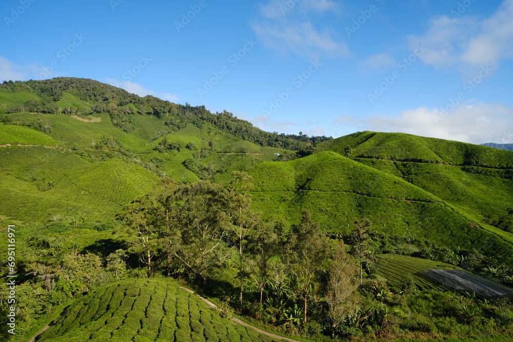 A picture of scenic tea plantation estate in Cameron Highland in the morning.
