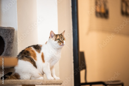 Fototapeta Naklejka Na Ścianę i Meble -  cat portrait