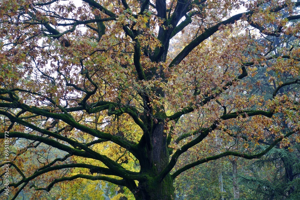 Scenery of a forest with yellow foliage: Autumn foliage concept with tree branches with yellowed leaves and yellow leaves fallen: Monumental oak Farnia with yellow autumn leaves Scenery of a forest with yellow foliage: Autumn foliage concept with tree branches with yellowed leaves and yellow leaves fallen: Monumental oak Farnia with yellow autumn leaves