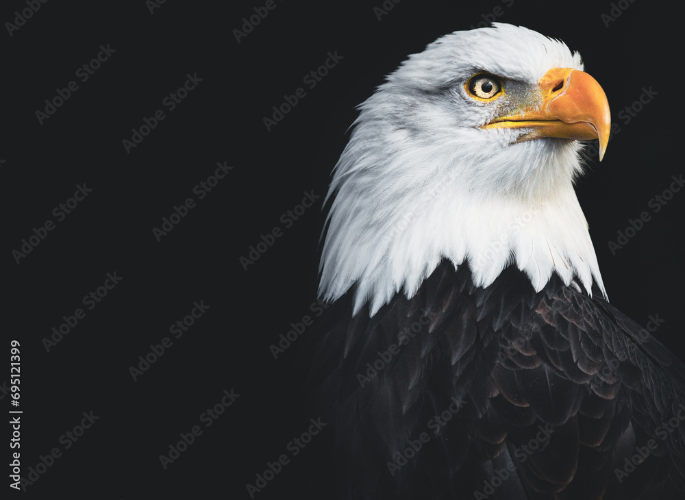 Isolated bald eagle against a solid black backdrop Isolated bald eagle against a solid black backdrop