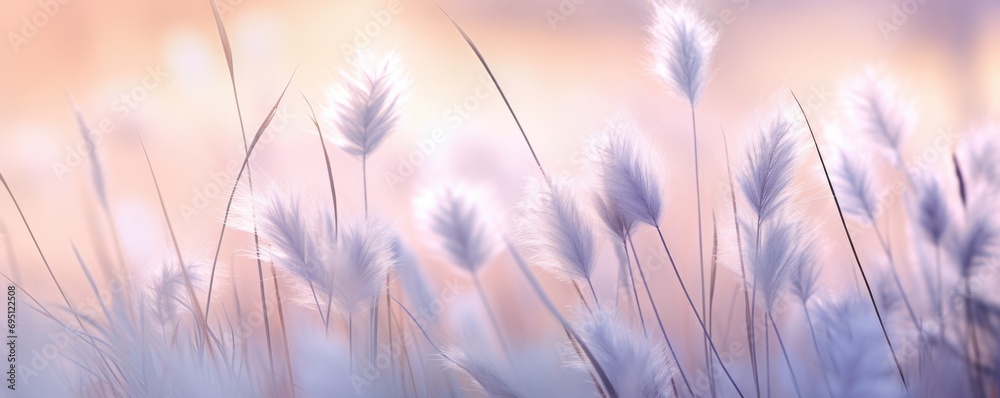 Obraz premium grass in the morning