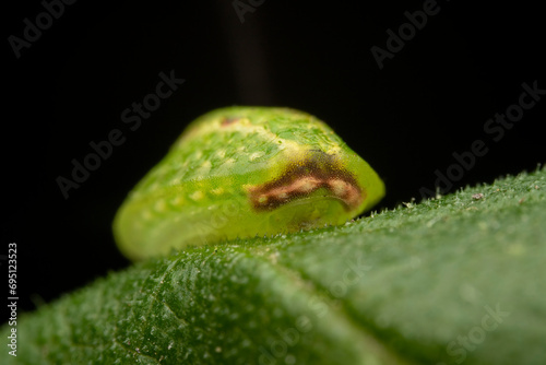 Limacodidae larva in the wild state photo