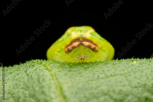 Limacodidae larva in the wild state photo