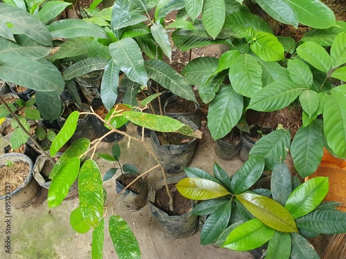 Wallpaper Mural Seedling young exotic fruit plants in poly bag, ready to be planted in garden, farming cultivation Torontodigital.ca