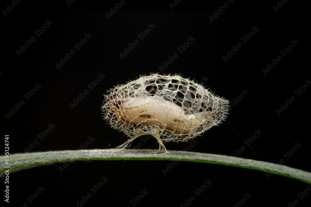 Limacodidae cocoon in the wild state