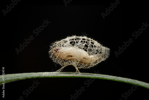 Obraz na płótnie Limacodidae cocoon in the wild state w salonie