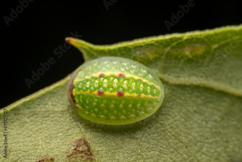 Limacodidae larva in the wild state photo