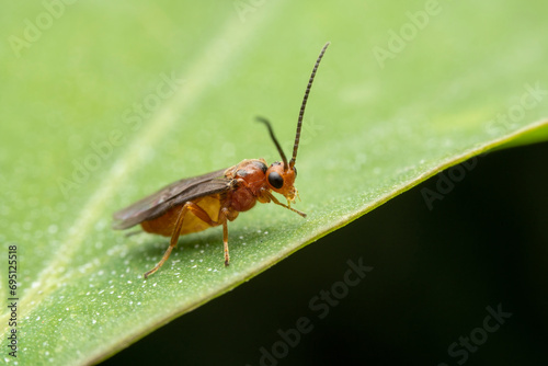 parasitic wasp in the wild state