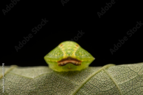 Limacodidae larva in the wild state photo