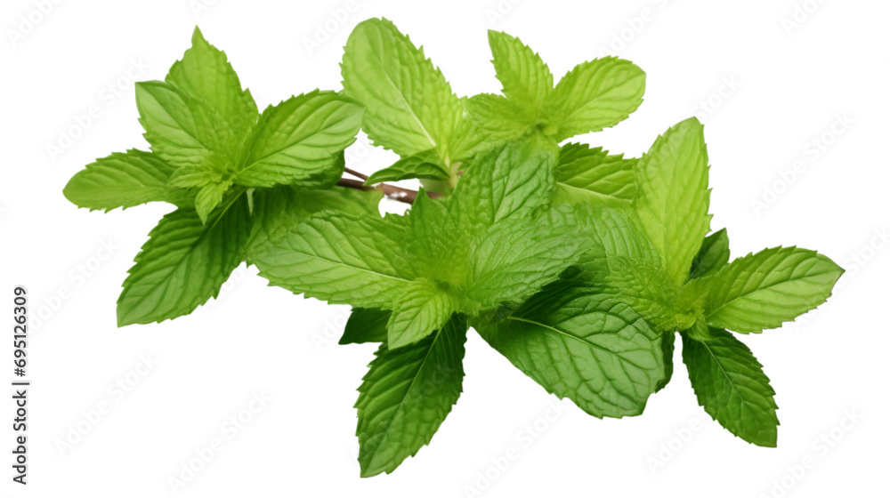 Mint leaves on transparent background