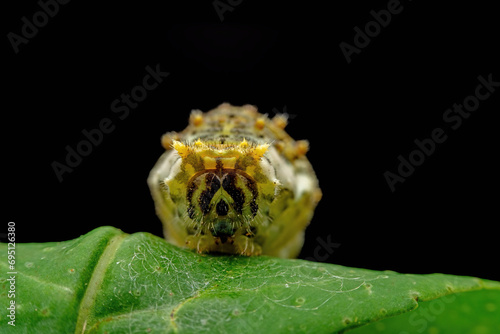 Papilio xuthus larva in the wild state photo