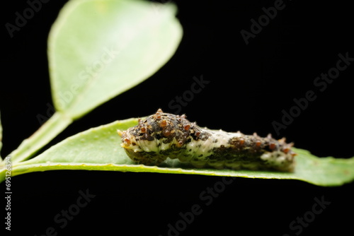 Papilio xuthus larva in the wild state photo