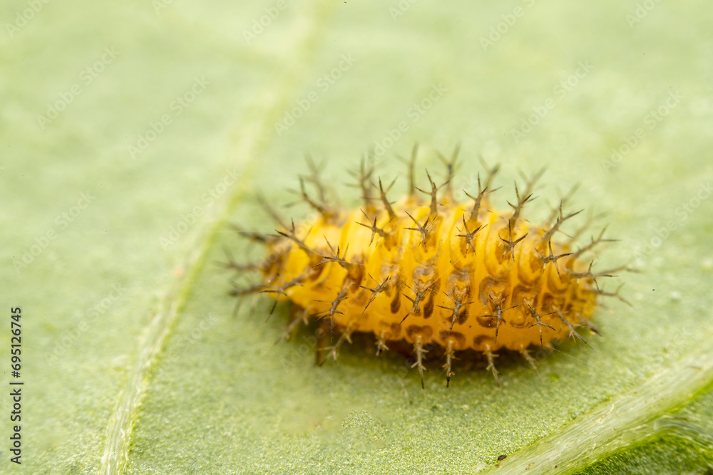 henosepilachna vigintioctomaculata larva in the wild state henosepilachna vigintioctomaculata larva in the wild state