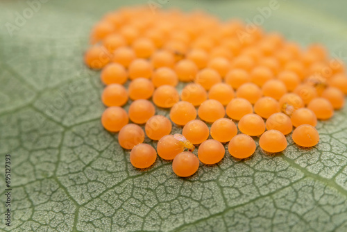 trichogramma crawling on insect eggs