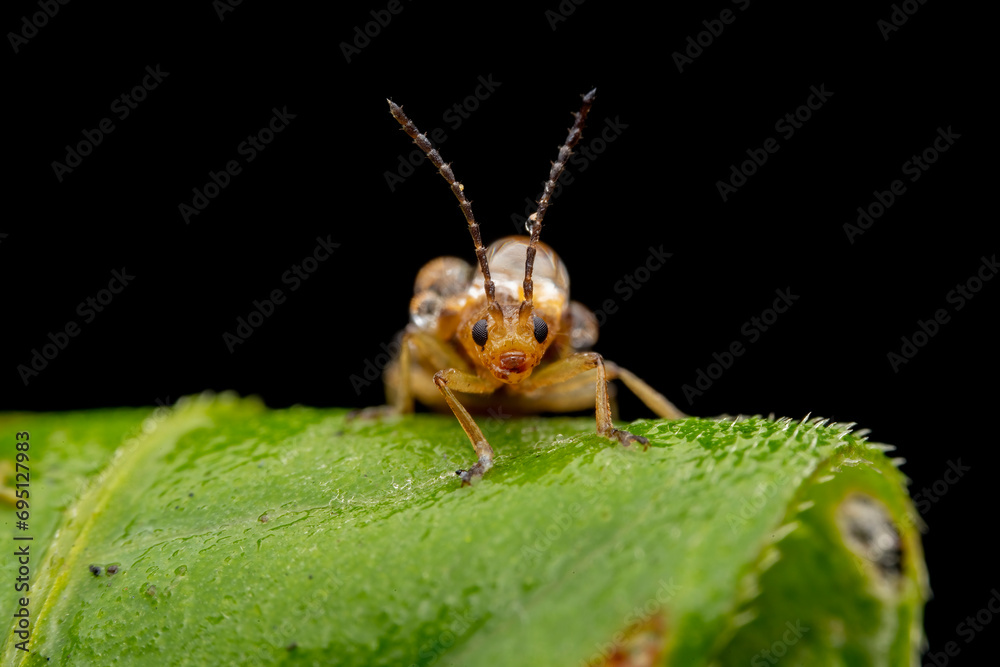 Leaf beetles covered in dewdrops forage on wild plants Leaf beetles covered in dewdrops forage on wild plants