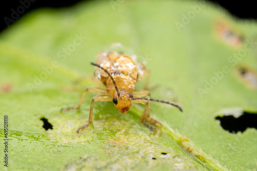 Leaf beetles covered in dewdrops forage on wild plants