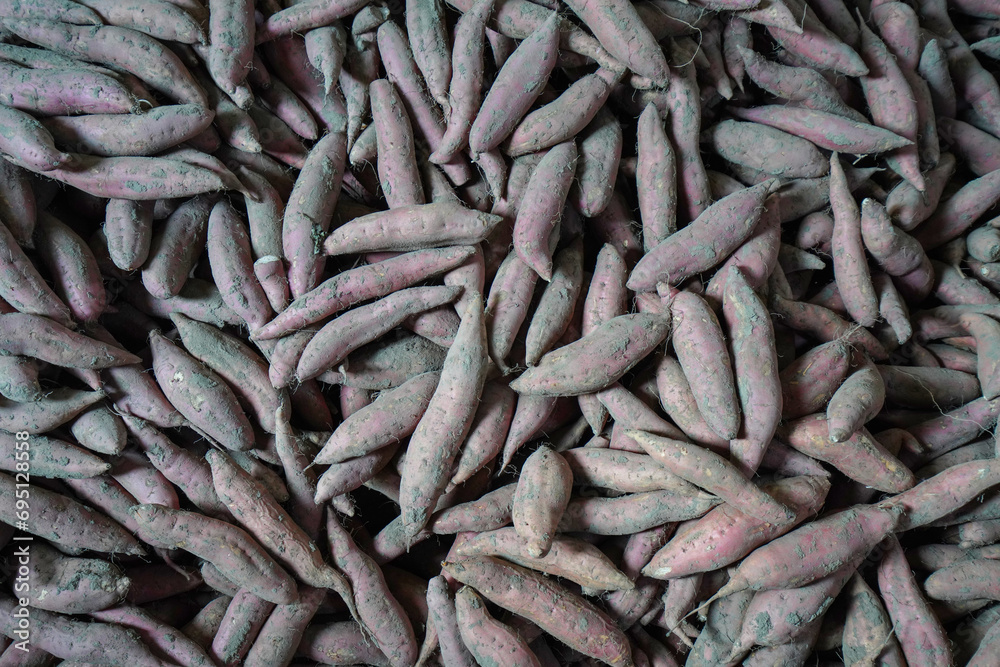 Piles of sweet potatoes are stored in a plantation warehouse in North China Piles of sweet potatoes are stored in a plantation warehouse in North China