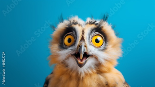 Close up shot of a Surprised Owl on a blue background. Studio portrait of an Owl chick against a blue backdrop with copy space for text. Education, Wild Animal and Advertisement concept