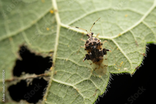 Miridae in the wild state photo