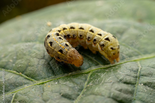 Spodoptera litura larva in the wild state photo