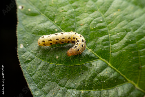 Spodoptera litura larva in the wild state