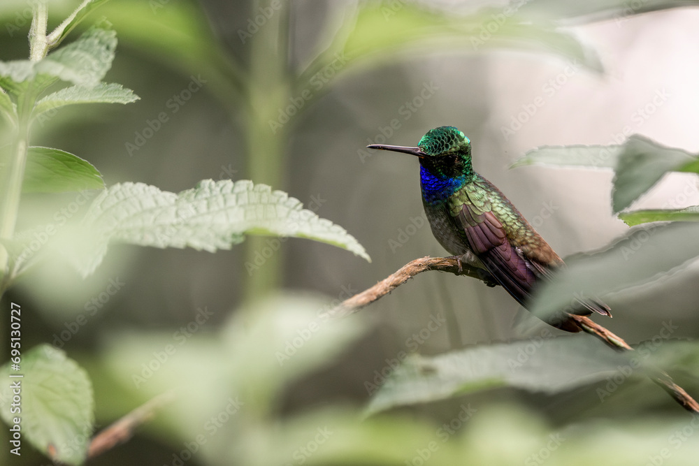 Fototapeta premium Charming hummingbird sitting on a branch