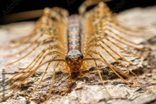 common house centipede in the wild state