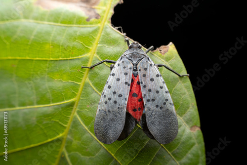 lycorma delicatula in the wild state